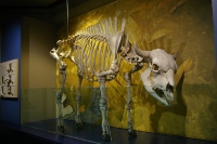 Head-Smashed-In Buffalo Jump © Kim Siever